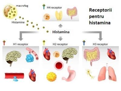 histamina in sange|Histamina plasmatică